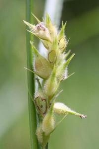 Carex hirta