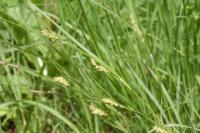 Carex hirta