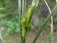 Carex hordeistichos