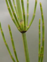 Equisetum palustre