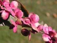 Atriplex hortensis