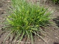 Carex hordeistichos