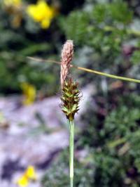 Carex brevicollis