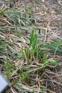 Carex brevicollis