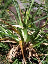 Carex brevicollis