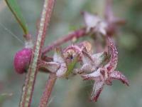 Atriplex postrata Atriplex postrata