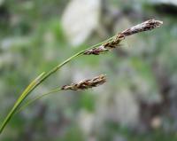 Carex sempervirens