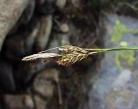 Carex sempervirens