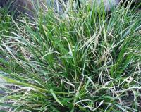 Carex sempervirens