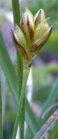 Carex halleriana