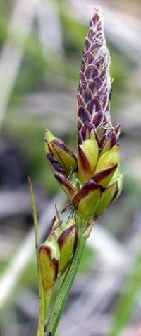 Carex halleriana