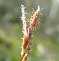 Carex digitada