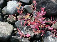 Atriplex postrata