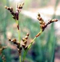 Carex digitada