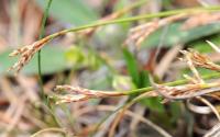 Carex ornithopoda