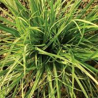 Carex ornithopoda