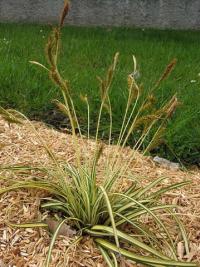 Carex ornithopoda