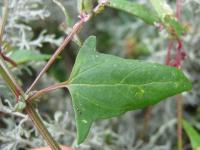 Atriplex postrata