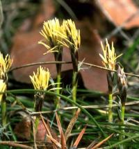 Carex humilis