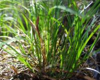 Carex humilis