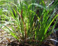 Carex humilis