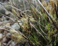 Carex humilis