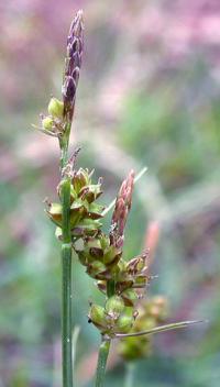 Carex pilulifera