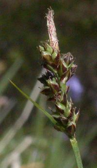 Carex pilulifera