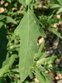 Atriplex patula