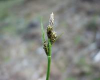 Carex pilulifera