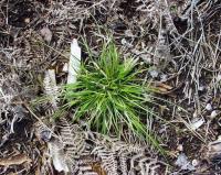 Carex pilulifera