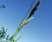 Carex hispida