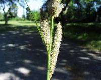 Carex hispida