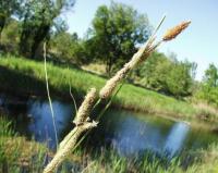 Carex hispida