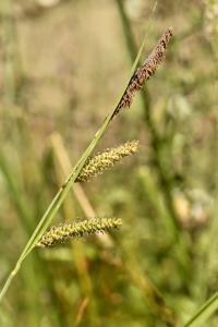 Carex flacca