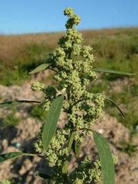 Atriplex patula