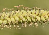 Carex flacca