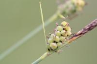 Carex tomentosa