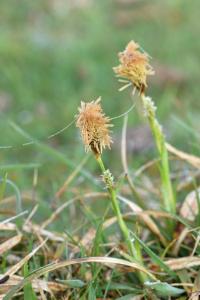 Carex caryophyllea