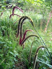 Carex pendula 