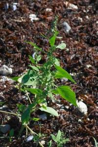 Atriplex patula