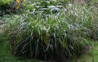 Carex pendula 