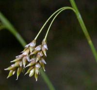 Carex capillaris