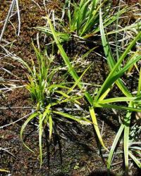 Carex capillaris