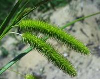 Carex pseudocyperus