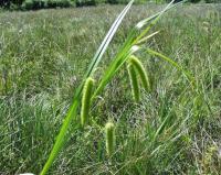 Carex pseudocyperus