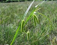 Carex pseudocyperus