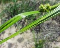 Carex pseudocyperus