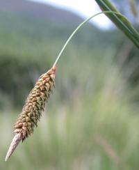 Carex laevigata