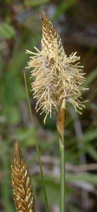 Carex laevigata